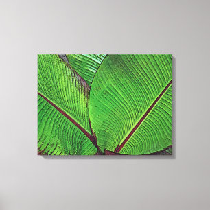 TOILE "FEUILLES DE BANANIER AVEC GOUTTES DE PLUIE" (PHOT