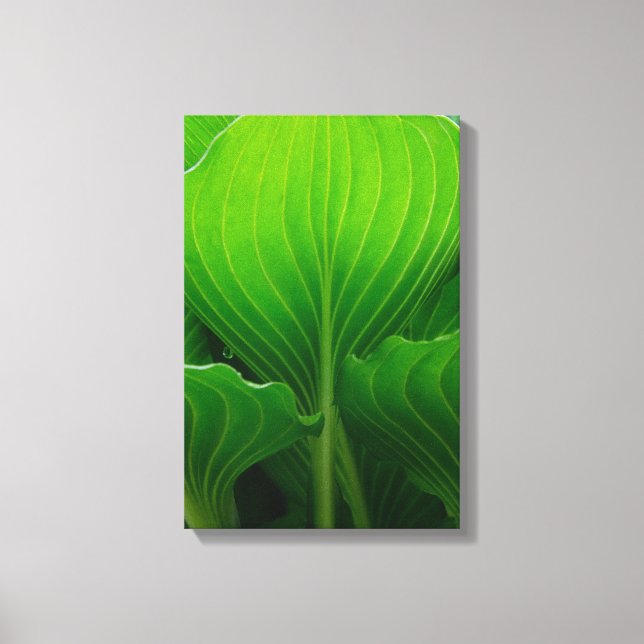 Toile Feuilles de Hosta Vertes (Recto)