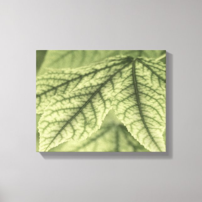 Toile Feuilles d'érable (Recto)