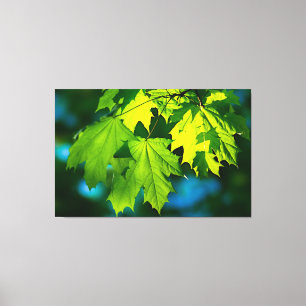 Toile Feuilles d'érable vert frais