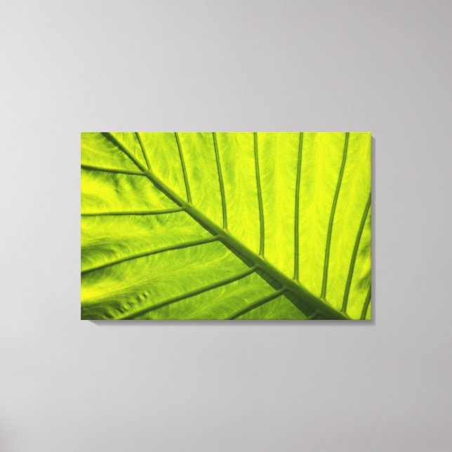 Toile Feuilles vertes veinées de feuillage tropical dans (Recto)