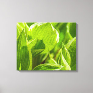 Toile Feuilles verts Hosta