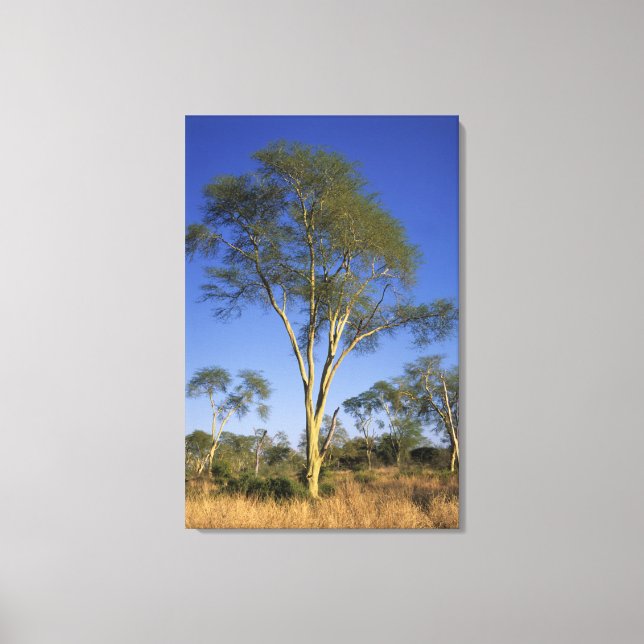 Toile Fever Tree (Acacia Xanthophloea), Punda Maria (Recto)