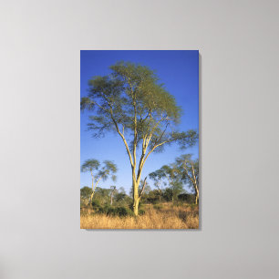 Toile Fever Tree (Acacia Xanthophloea), Punda Maria