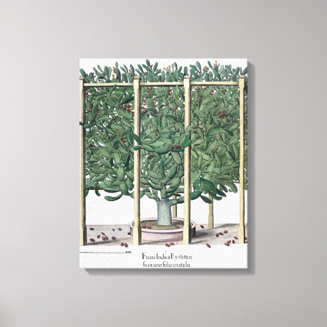 Toile Ficus indica eystettensis, du 'Hortus Eystet (Recto)