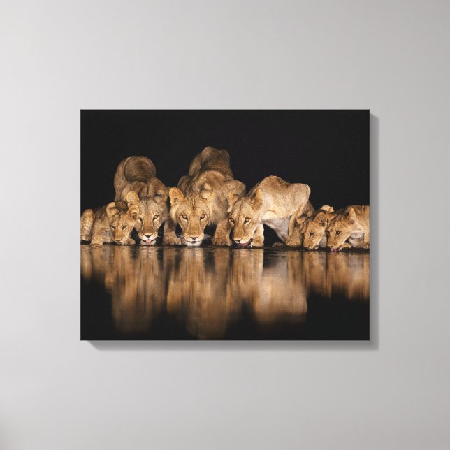Toile Fierté de lions buvant au point d'eau la nuit (Recto)