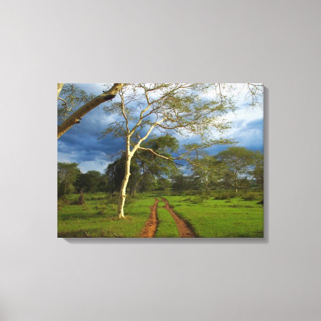 Toile Fièvre (Acacia Xanthophloea) Par Piste (Recto)