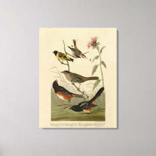 Toile Finch, Towhee, Sparrow, Audubon's Birds of America