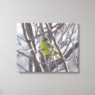 Toile - Finche jaune dans Branches d'hiver