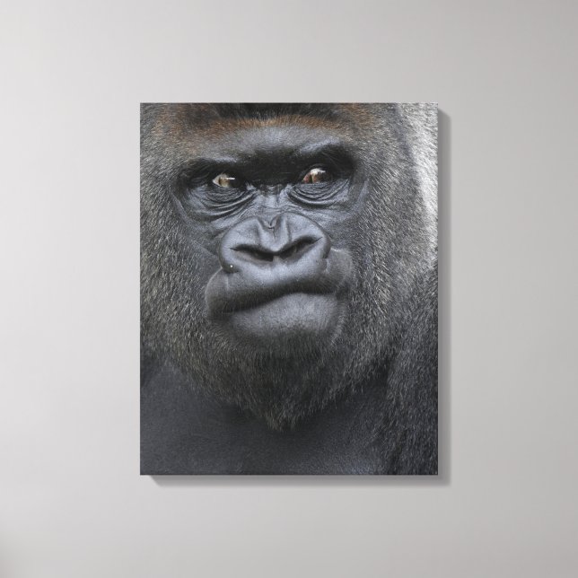 Toile Flachland Gorilla (Recto)