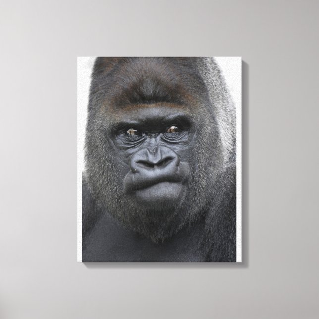 Toile Flachlandgorilla, Gorilla (Recto)