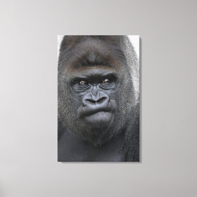 Toile Flachlandgorilla, Gorilla (Recto)