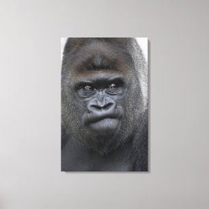 Toile Flachlandgorilla, Gorilla