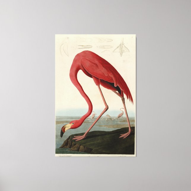 Toile Flamant rose américain d'Audubon's Birds of Americ (Recto)