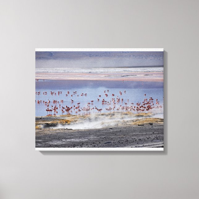 Toile Flamant rose de James, Phoenicoparrus jamesi (Recto)