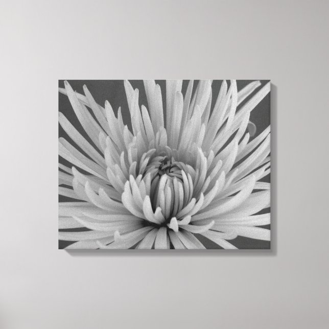 Toile Fleur Chrysanthemum noir et blanc (Recto)