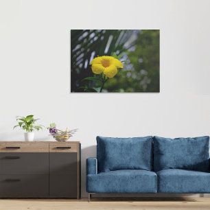 Toile Fleur d'Allamanda jaune avec gouttes d'eau