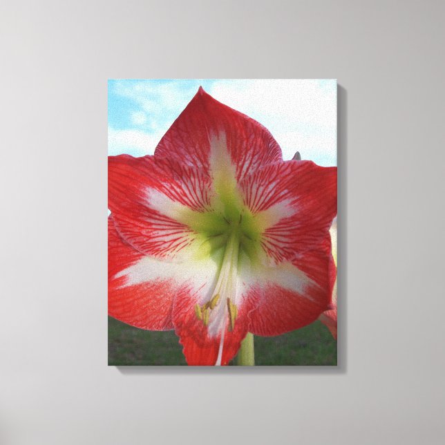 Toile Fleur d'Amaryllis rouge et blanc contre ciel (Recto)