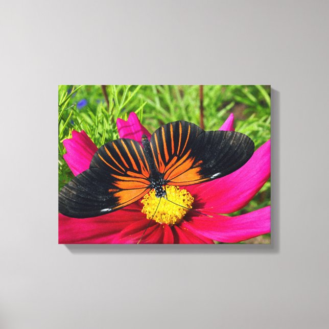 Toile fleur d'aster mexicain avec une Doris Longwing  (Recto)