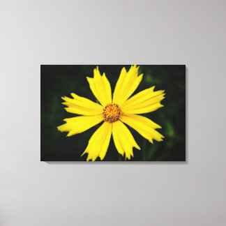 Toile Fleur de Cosmos jaune Gros plan 2