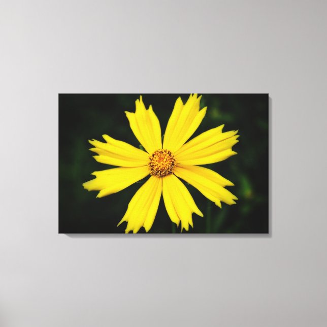 Toile Fleur de Cosmos jaune Gros plan 2 (Recto)
