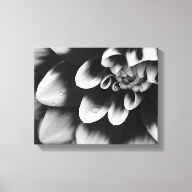 Toile Fleur de dahlia noire et blanche en fleurs (Recto)