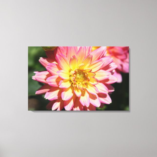 Toile Fleur de dahlia rose et jaune chaud (Recto)