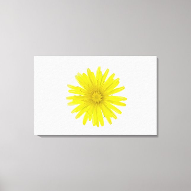 Toile Fleur de Dandelion (Taraxacum officinale), un comp (Recto)