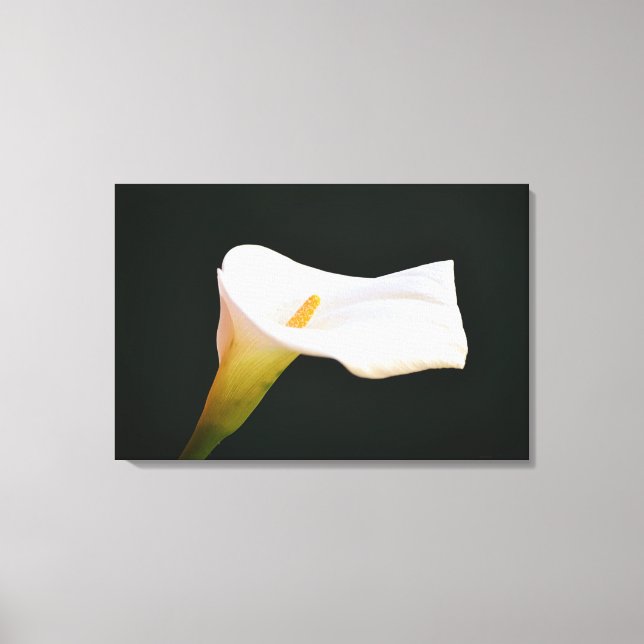 Toile Fleur de lis calla blanche - Art photographique dr (Recto)