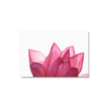 fleur de lotus [Nelumbio speciosum] en pleine