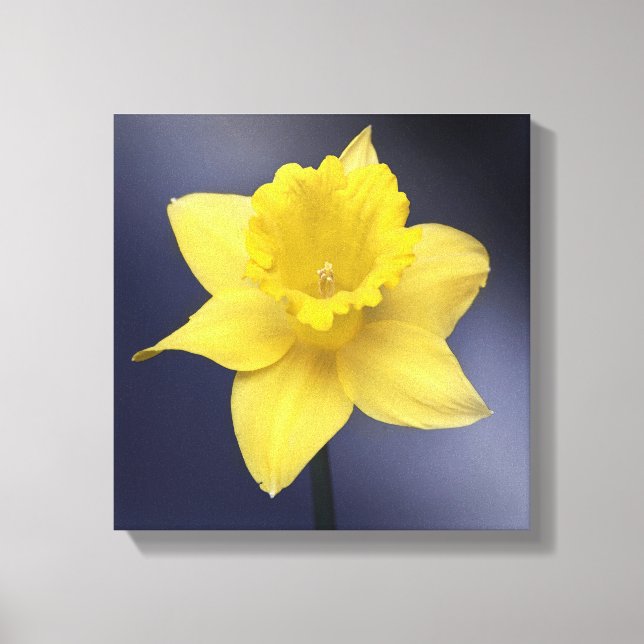 Toile Fleur de Narcisse Jaune aquarelle florale (Recto)