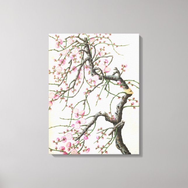 Toile Fleur de pêche (couleur sur papier) (Recto)