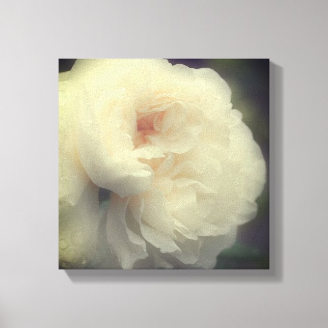 Toile Fleur de rose blanche en fleurs (Recto)