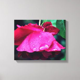Toile Fleur De Rose Rouge Et Arroseaux