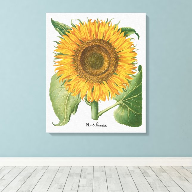 Toile Fleur de tournesol vintage par Basilius Besler (Insitu (Plancher de Bois))