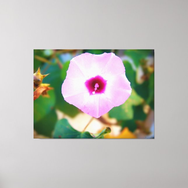 Toile Fleur de volubilis rose (Recto)