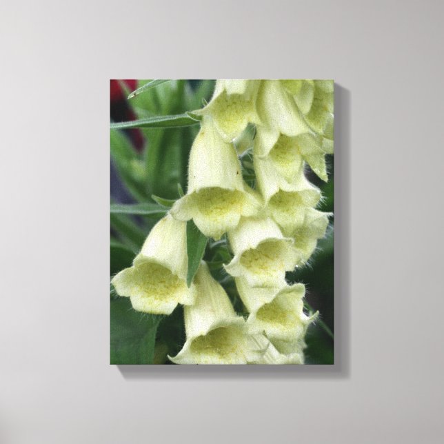 Toile Fleur Foxglove crémeuse (Recto)