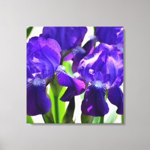 Toile Fleur Iris Iris Violet