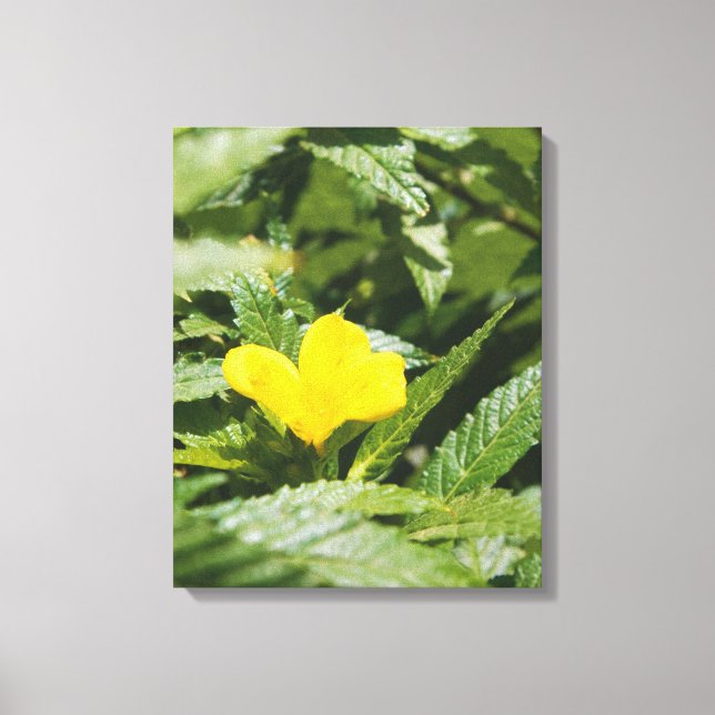 Toile Fleur jaune audacieuse parmi les feuilles vertes (Recto)