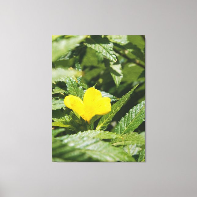 Toile Fleur jaune audacieuse parmi les feuilles vertes (Recto)