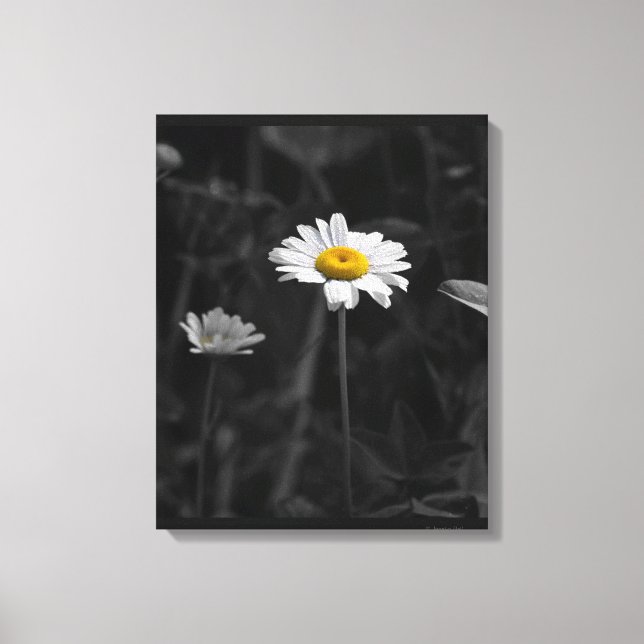 Toile Fleur noire et blanche de marguerite jaune (Recto)