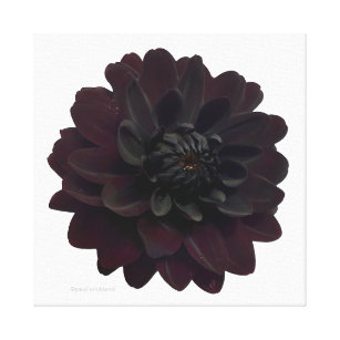 Toile Fleur noire florale moderne de dahlia