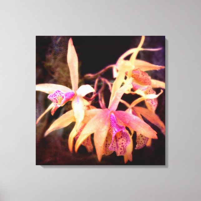 Toile Fleur - Orchidée - Laelia - Passion de minuit (Recto)