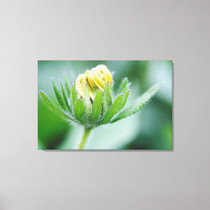 Toile Fleur Ouverte De Cone Flower