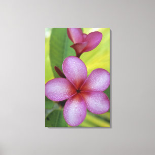 Toile Fleur, Plumeria sp.), Pacifique Sud, Niue