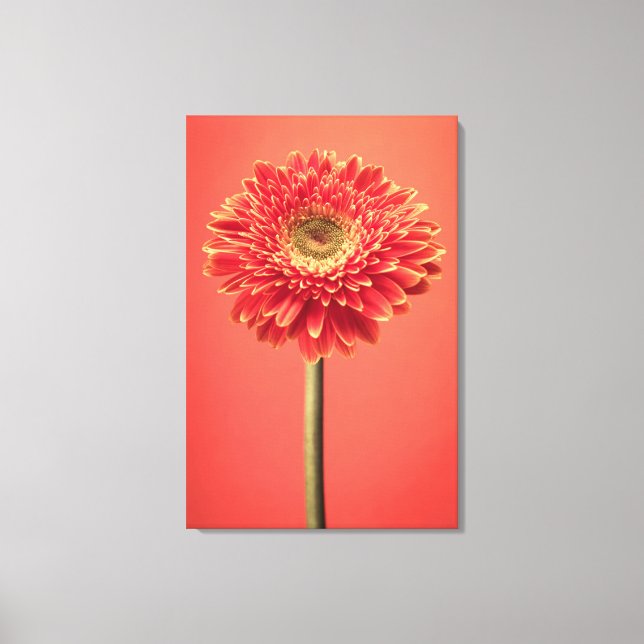 Toile Fleur rouge Barberton Gerbera Daisy (Recto)