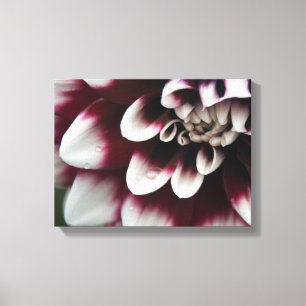 Toile Fleur rouge et blanche de dahlia