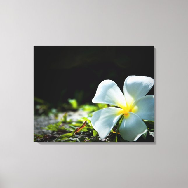 Toile Fleur tropicale blanche (frangipani) gros plan (Recto)