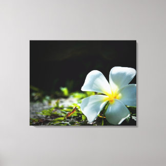 Toile Fleur tropicale blanche (frangipani) gros plan