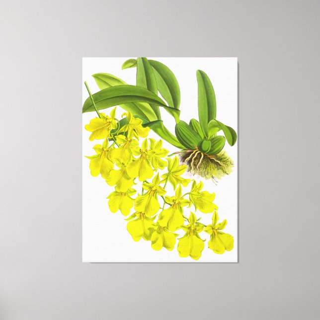 Toile Fleur vintage d'orchidée jaune (Recto)